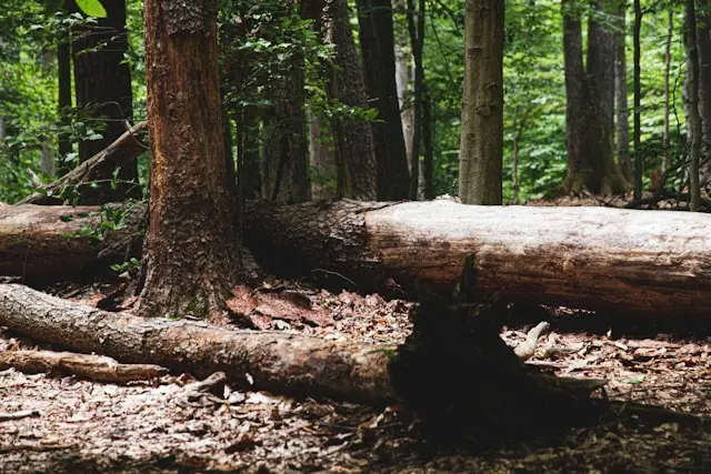 Knowing how to tell if a tree is dying of fungal and pest infestations is important in Virginia