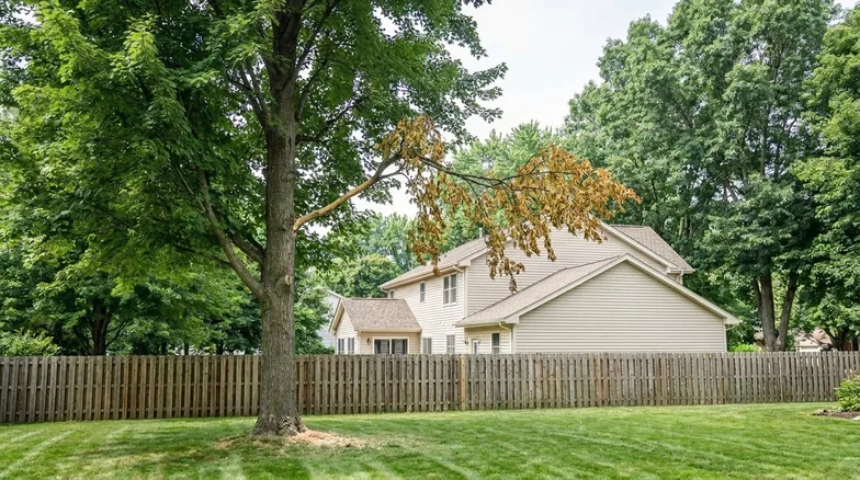 A mature elm in full summer leaf with one upper limb flagged, its leaves yellowed, curled and dying while the rest of the crown stays green.